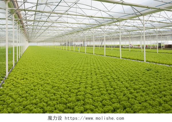 大棚里种植的绿色产品莴苣